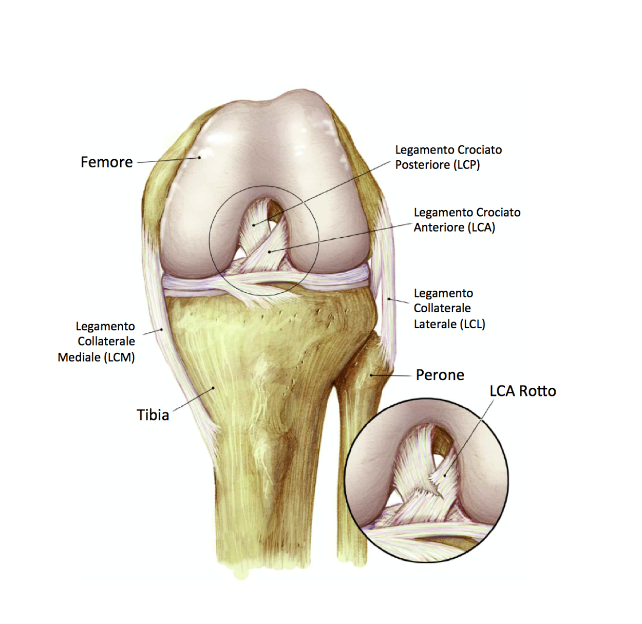 аnatomia del ginocchio sports medicine