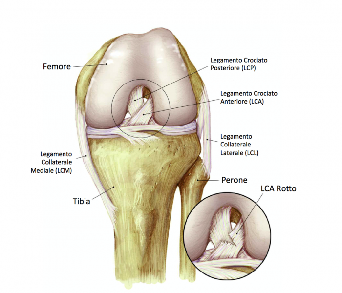 аnatomia del ginocchio sports medicine